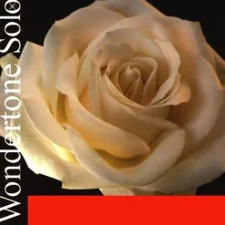 Pirastro Wondertone Solo Violin D String